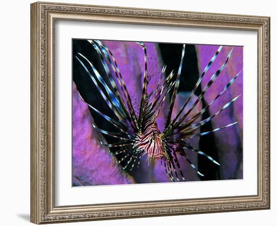 Pterois Volitans Fish-Andrea Ferrari-Framed Photographic Print