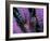 Pterois Volitans Fish-Andrea Ferrari-Framed Photographic Print