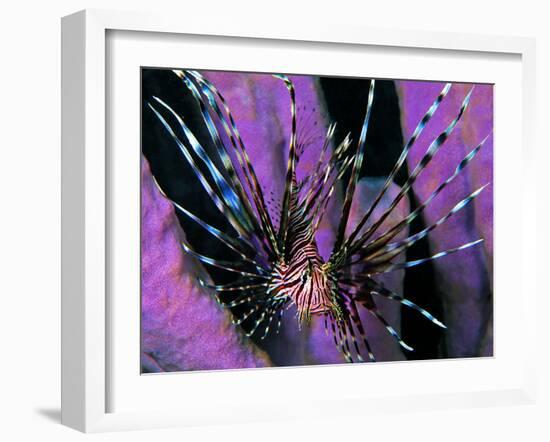 Pterois Volitans Fish-Andrea Ferrari-Framed Photographic Print