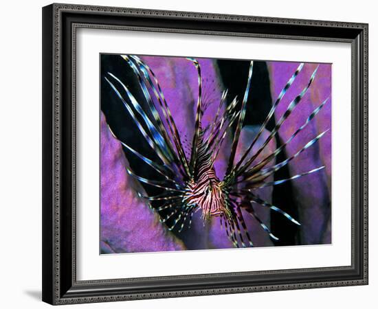 Pterois Volitans Fish-Andrea Ferrari-Framed Photographic Print