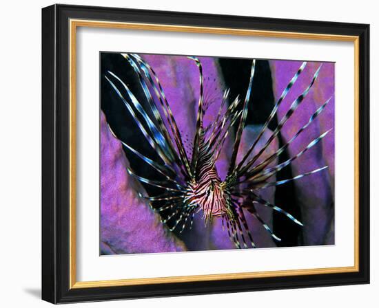 Pterois Volitans Fish-Andrea Ferrari-Framed Photographic Print