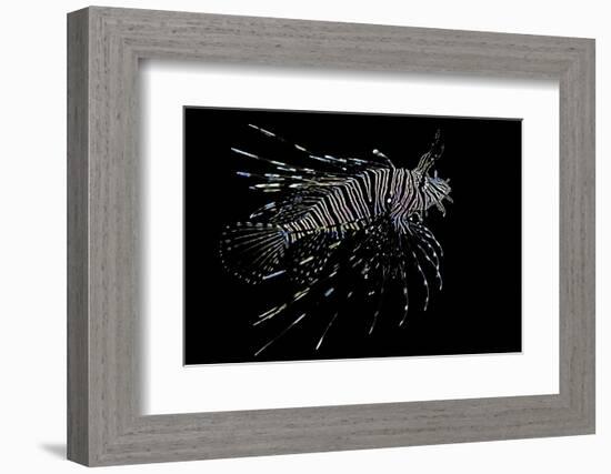 Pterois Volitans (Red Lionfish)-Paul Starosta-Framed Photographic Print