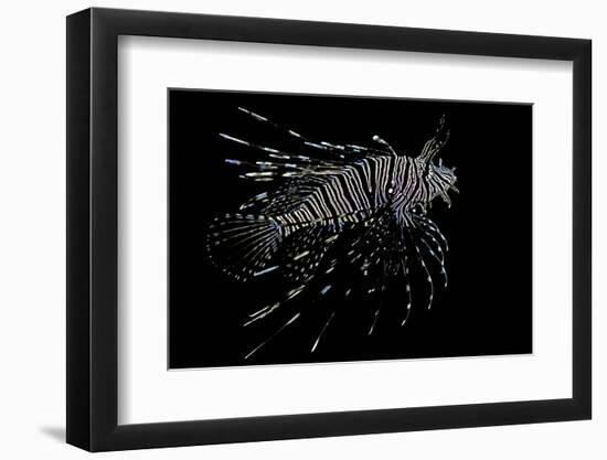 Pterois Volitans (Red Lionfish)-Paul Starosta-Framed Photographic Print