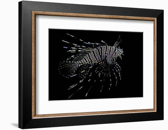 Pterois Volitans (Red Lionfish)-Paul Starosta-Framed Photographic Print