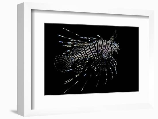 Pterois Volitans (Red Lionfish)-Paul Starosta-Framed Photographic Print