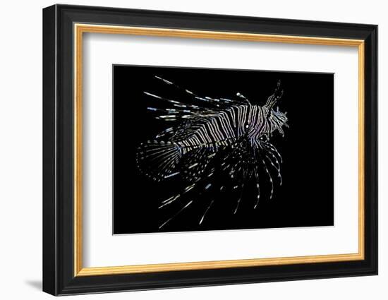 Pterois Volitans (Red Lionfish)-Paul Starosta-Framed Photographic Print