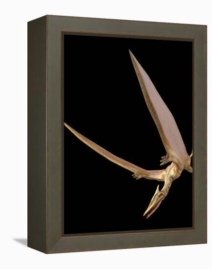 Pterosaur Flying, Computer Artwork-Roger Harris-Framed Premier Image Canvas