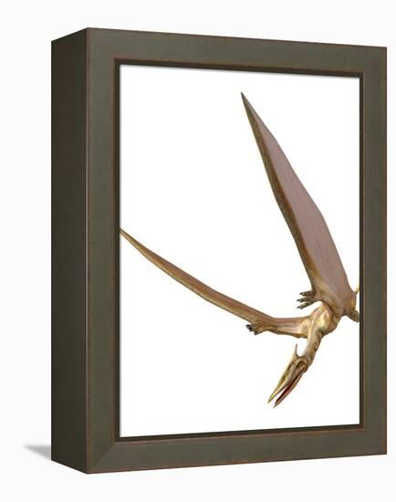 Pterosaur Flying, Computer Artwork-Roger Harris-Framed Premier Image Canvas