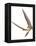 Pterosaur Flying, Computer Artwork-Roger Harris-Framed Premier Image Canvas