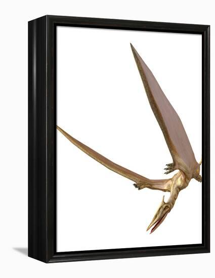 Pterosaur Flying, Computer Artwork-Roger Harris-Framed Premier Image Canvas