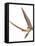 Pterosaur Flying, Computer Artwork-Roger Harris-Framed Premier Image Canvas