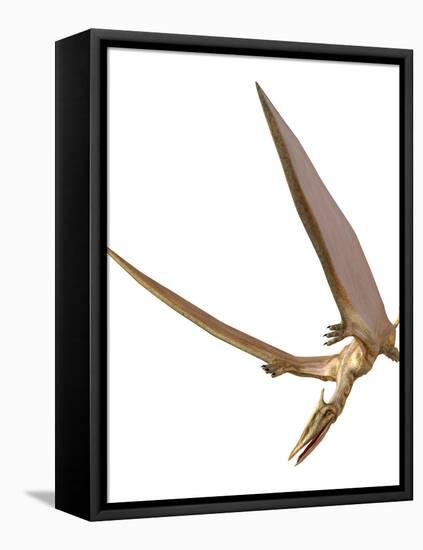 Pterosaur Flying, Computer Artwork-Roger Harris-Framed Premier Image Canvas