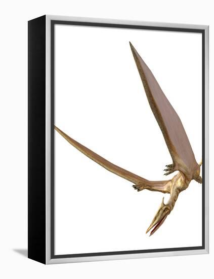 Pterosaur Flying, Computer Artwork-Roger Harris-Framed Premier Image Canvas