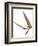 Pterosaur Flying, Computer Artwork-Roger Harris-Framed Premium Photographic Print