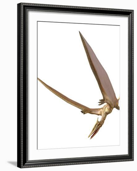 Pterosaur Flying, Computer Artwork-Roger Harris-Framed Photographic Print