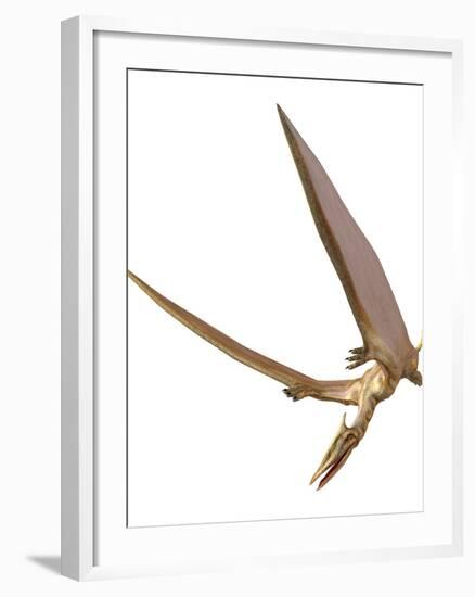 Pterosaur Flying, Computer Artwork-Roger Harris-Framed Photographic Print