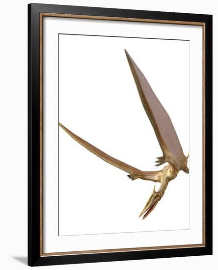 Pterosaur Flying, Computer Artwork-Roger Harris-Framed Photographic Print