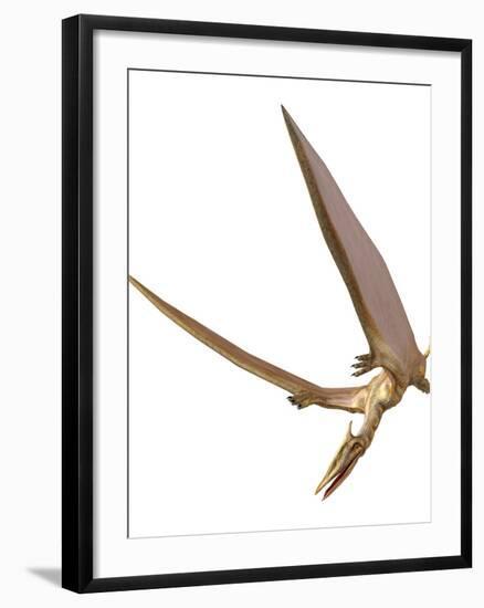 Pterosaur Flying, Computer Artwork-Roger Harris-Framed Photographic Print