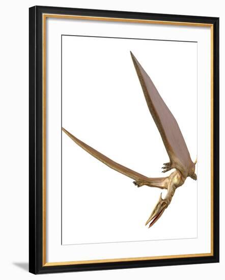 Pterosaur Flying, Computer Artwork-Roger Harris-Framed Photographic Print