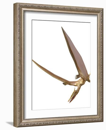 Pterosaur Flying, Computer Artwork-Roger Harris-Framed Photographic Print