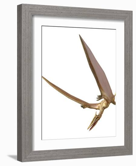 Pterosaur Flying, Computer Artwork-Roger Harris-Framed Photographic Print