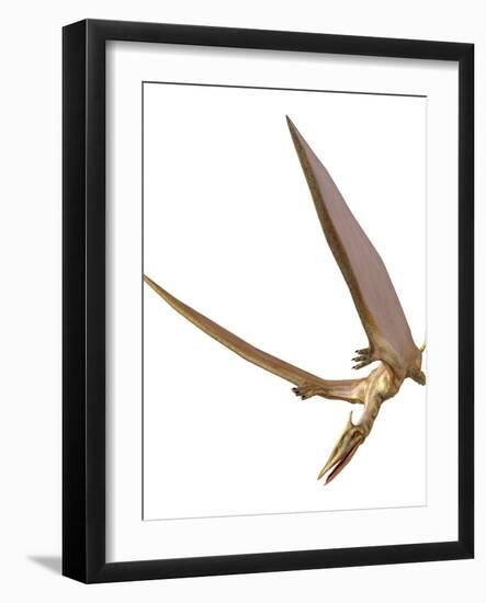 Pterosaur Flying, Computer Artwork-Roger Harris-Framed Photographic Print