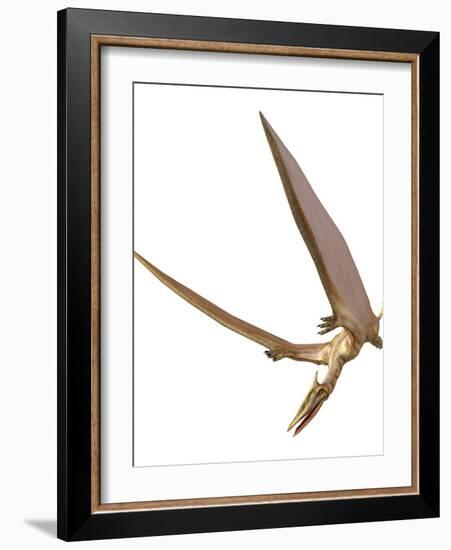 Pterosaur Flying, Computer Artwork-Roger Harris-Framed Photographic Print