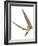 Pterosaur Flying, Computer Artwork-Roger Harris-Framed Photographic Print