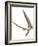 Pterosaur Flying, Computer Artwork-Roger Harris-Framed Photographic Print