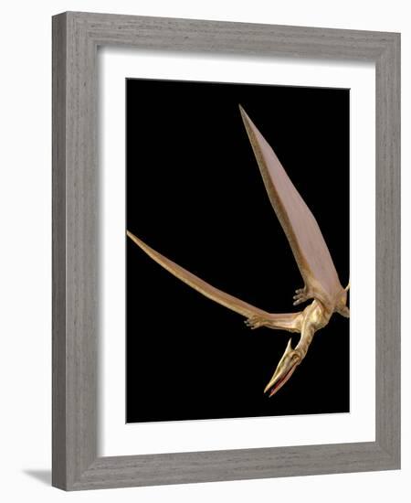 Pterosaur Flying, Computer Artwork-Roger Harris-Framed Photographic Print