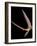 Pterosaur Flying, Computer Artwork-Roger Harris-Framed Photographic Print