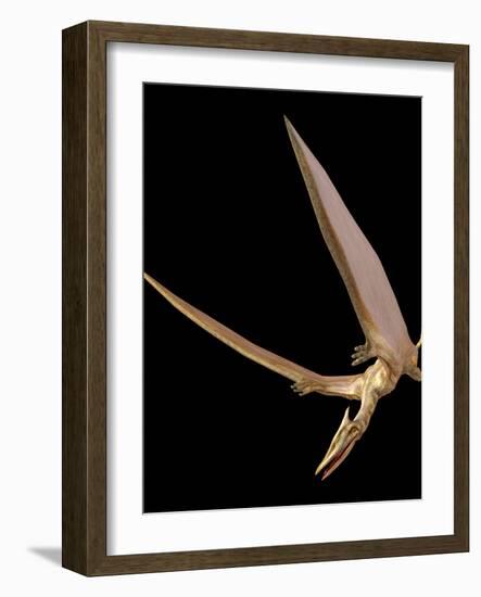 Pterosaur Flying, Computer Artwork-Roger Harris-Framed Photographic Print