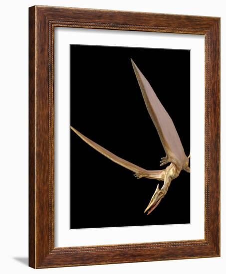 Pterosaur Flying, Computer Artwork-Roger Harris-Framed Photographic Print