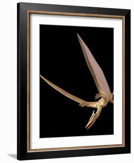 Pterosaur Flying, Computer Artwork-Roger Harris-Framed Photographic Print