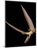 Pterosaur Flying, Computer Artwork-Roger Harris-Mounted Photographic Print