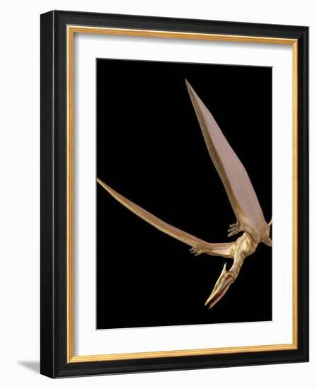 Pterosaur Flying, Computer Artwork-Roger Harris-Framed Photographic Print