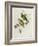 Ptilinopus Ewingii-John Gould-Framed Giclee Print