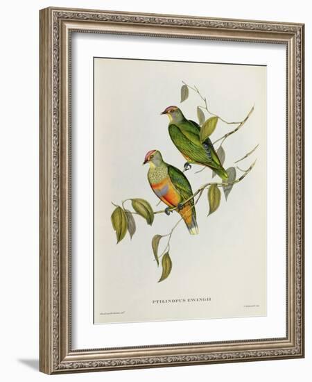 Ptilinopus Ewingii-John Gould-Framed Giclee Print