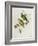 Ptilinopus Ewingii-John Gould-Framed Giclee Print