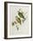 Ptilinopus Ewingii-John Gould-Framed Giclee Print