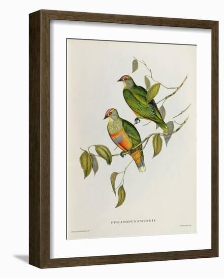 Ptilinopus Ewingii-John Gould-Framed Giclee Print