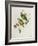 Ptilinopus Ewingii-John Gould-Framed Giclee Print