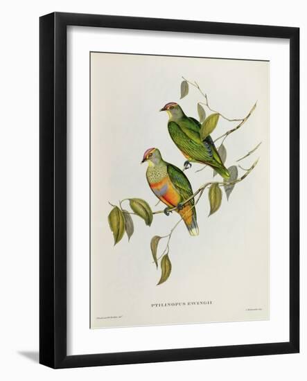 Ptilinopus Ewingii-John Gould-Framed Giclee Print