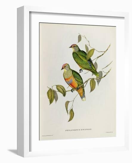 Ptilinopus Ewingii-John Gould-Framed Giclee Print