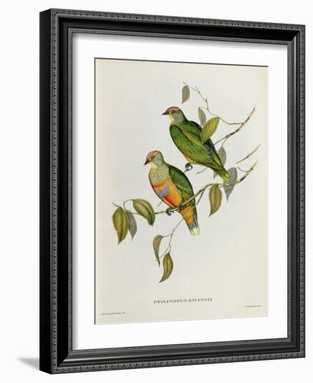 Ptilinopus Ewingii-John Gould-Framed Giclee Print