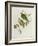 Ptilinopus Ewingii-John Gould-Framed Giclee Print