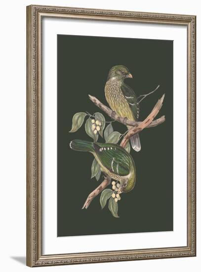 Ptilonorhynchus Smithii - Sage-John Gould-Framed Art Print