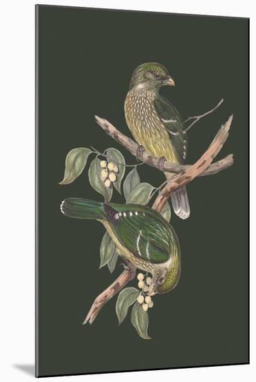 Ptilonorhynchus Smithii - Sage-John Gould-Mounted Art Print