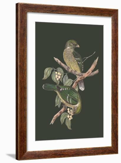 Ptilonorhynchus Smithii - Sage-John Gould-Framed Art Print