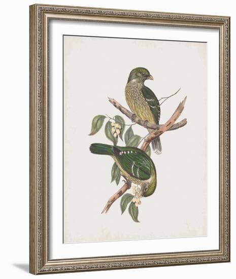 Ptilonorhynchus Smithii-John Gould-Framed Giclee Print